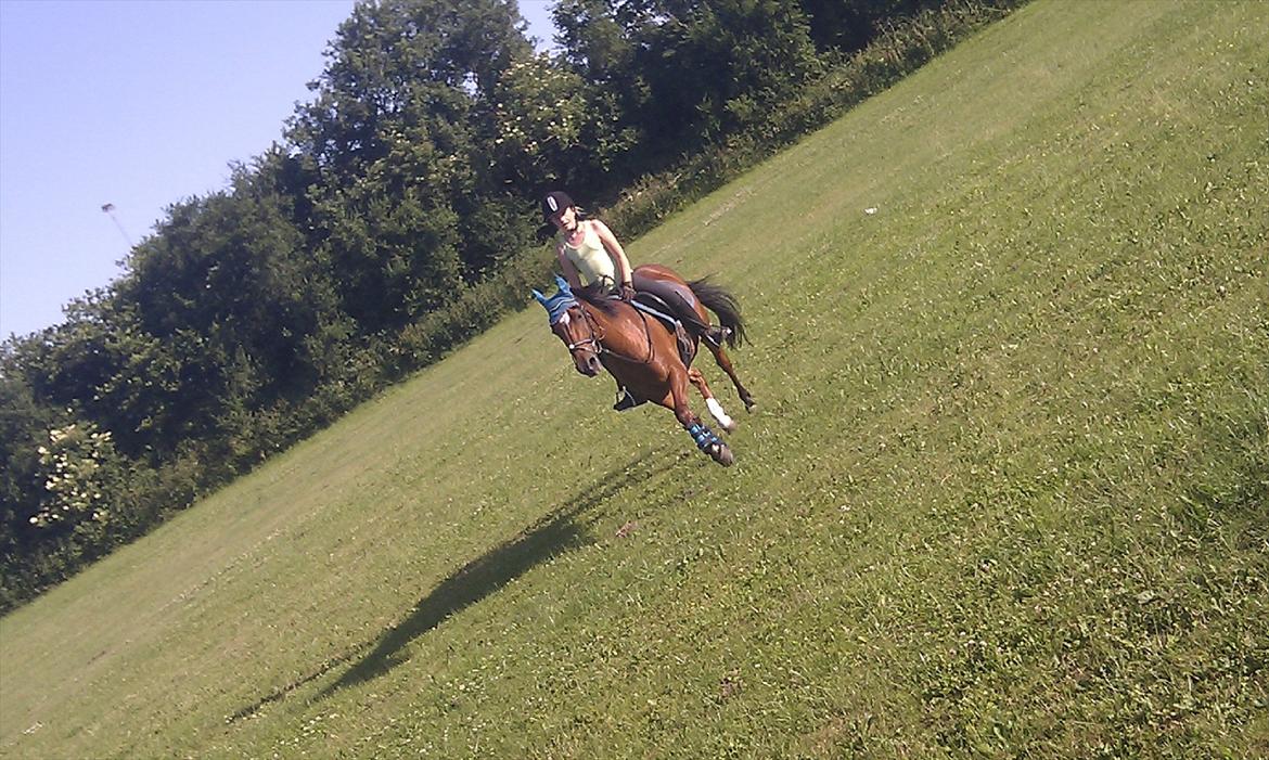 Tysk Sportspony Pontus - En rigtig god øning. billede 4