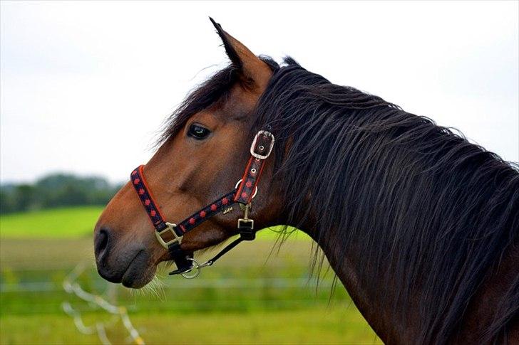 Anden særlig race Alandra - Se den smukke hest! Fotograf: June Wehlast. billede 1