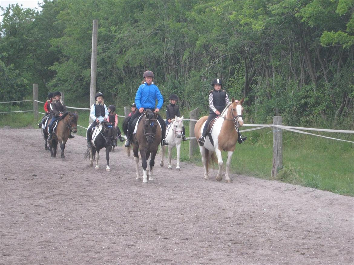 Anden særlig race Prins  †  R.I.P <3 † - Prins og jeg til kvadrille. Juni 2011 billede 7