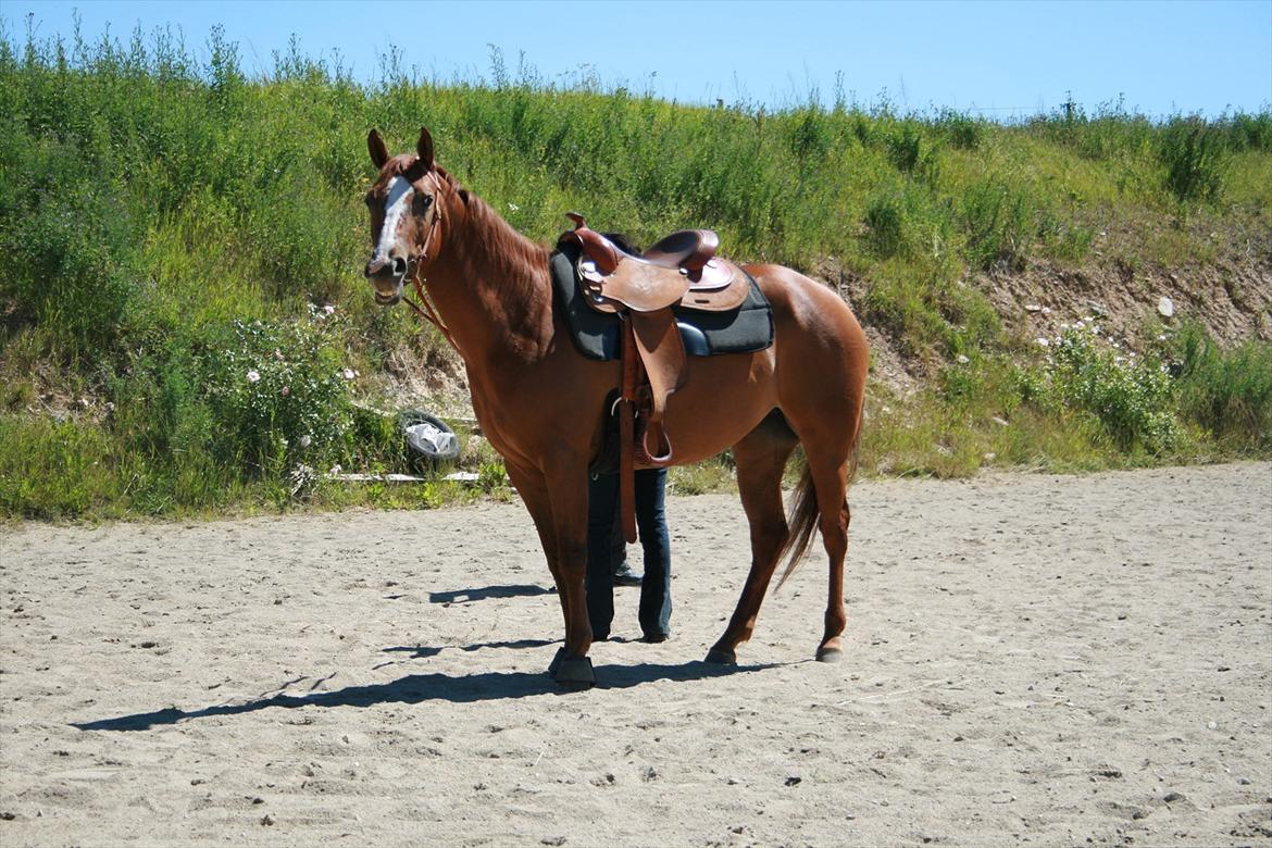 Appaloosa IMA Such A Pride - solgt - Velkommen til Ima's profil. Ima klar til at træne lidt :) Foto: Min kæreste billede 1