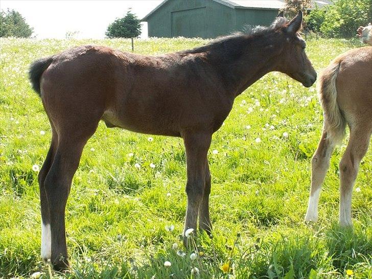 Dansk Varmblod dena`s bugatti - meget interesseret i den fine dame;) der er hans søster.. heh billede 2