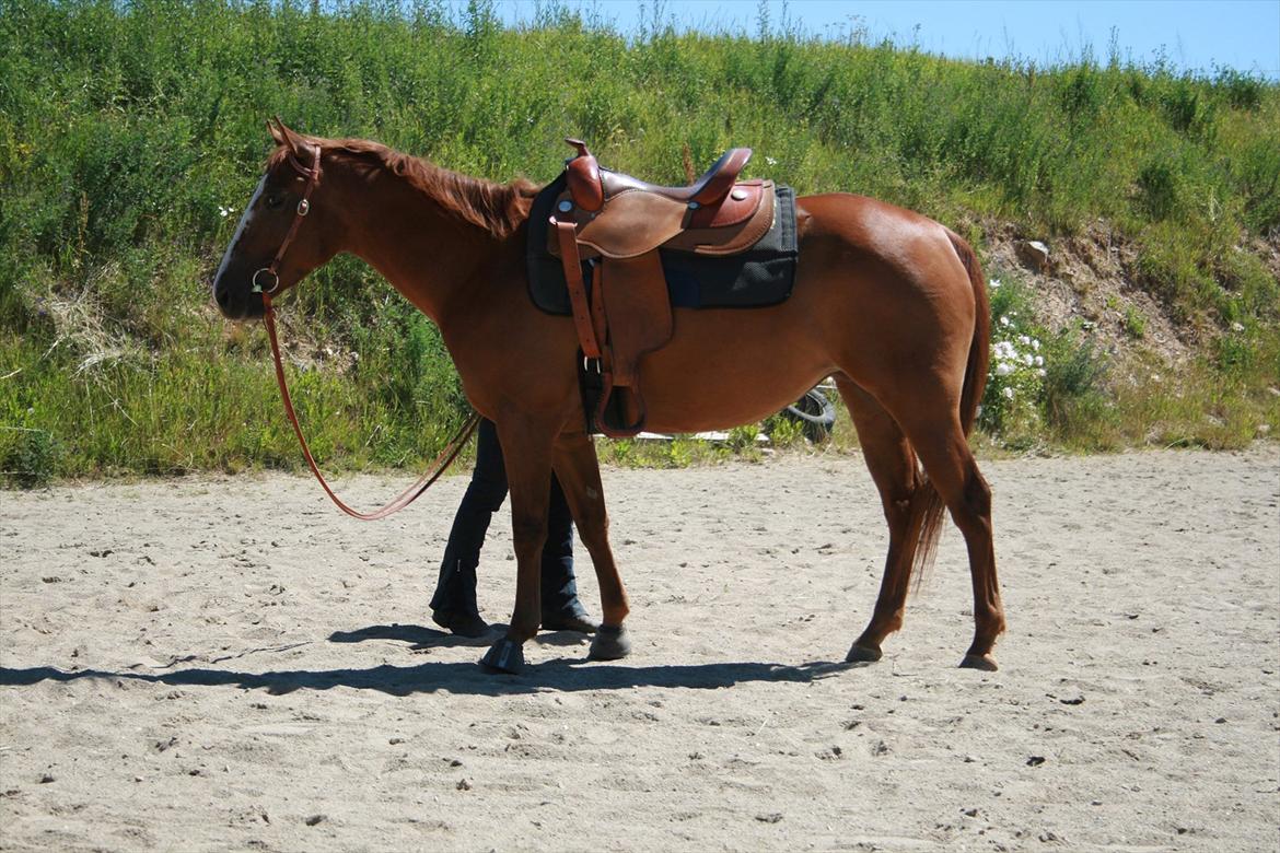 Appaloosa IMA Such A Pride - solgt - Gjorden skal lige gåes efter inden vi går i gang :) Foto: Min kæreste billede 3