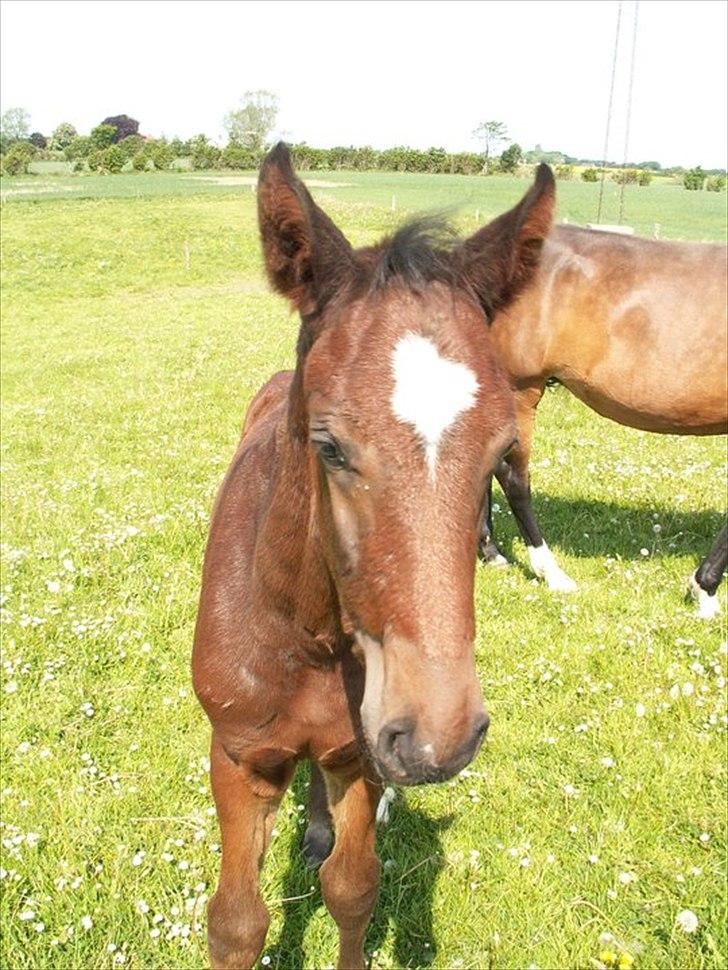 Dansk Varmblod dena`s bugatti billede 3