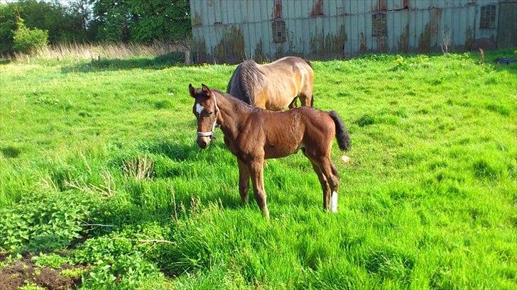 Dansk Varmblod dena`s bugatti billede 4