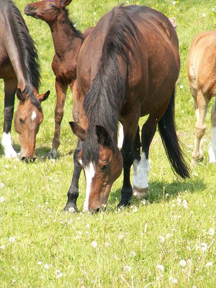 Dansk Varmblod dena`s bugatti billede 5