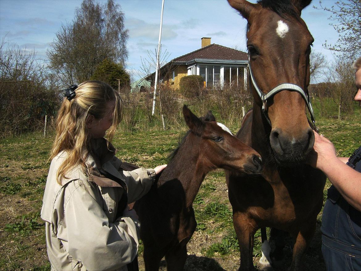 Dansk Varmblod dena`s bugatti - første gang jeg så bugatti:) her er han kun halvanden uge ca.  billede 6