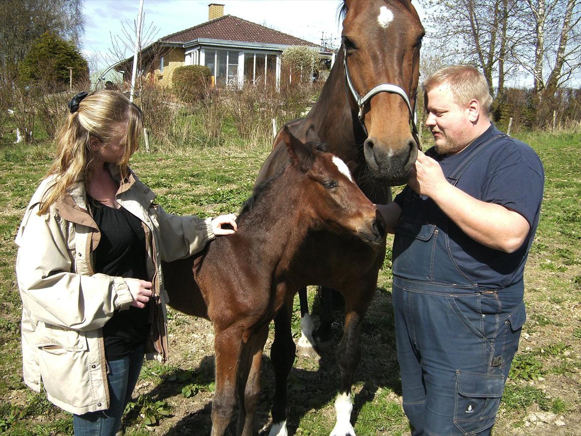 Dansk Varmblod dena`s bugatti - første gang jeg så bugatti:) var helt solgt.. billede 7
