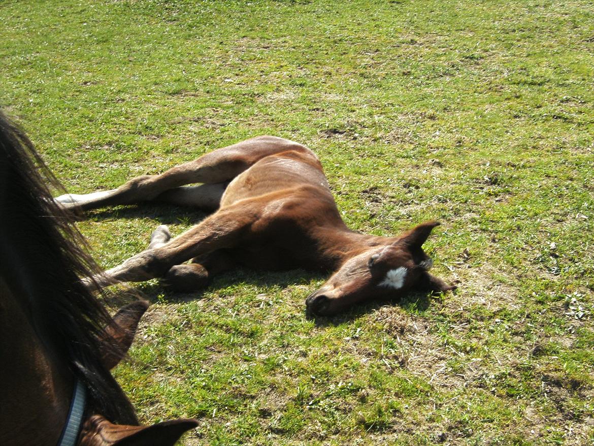 Dansk Varmblod dena`s bugatti - så blev den lille dreng træt:P billede 8