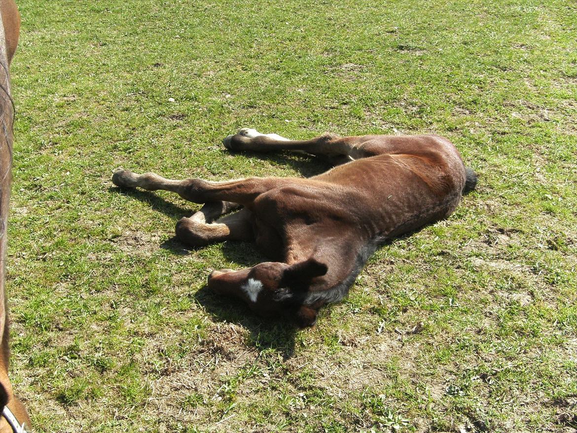 Dansk Varmblod dena`s bugatti billede 9