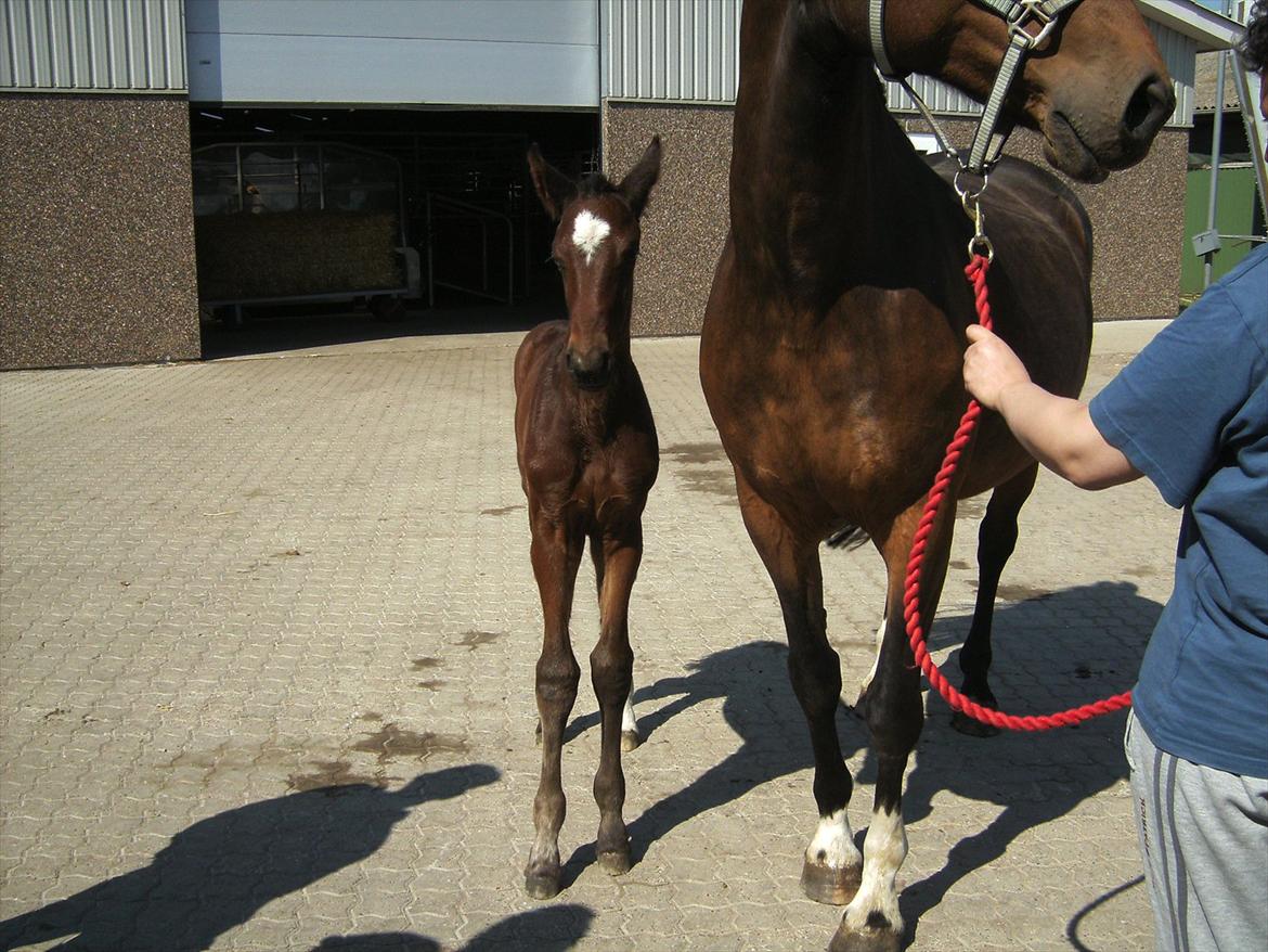 Dansk Varmblod dena`s bugatti billede 10