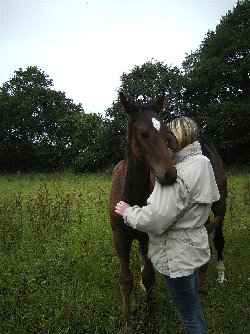 Dansk Varmblod dena`s bugatti - bugatti 3 måneder:) sikke en udvikling:) billede 11
