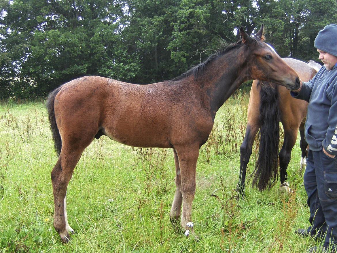 Dansk Varmblod dena`s bugatti - 3 måneder:) billede 12
