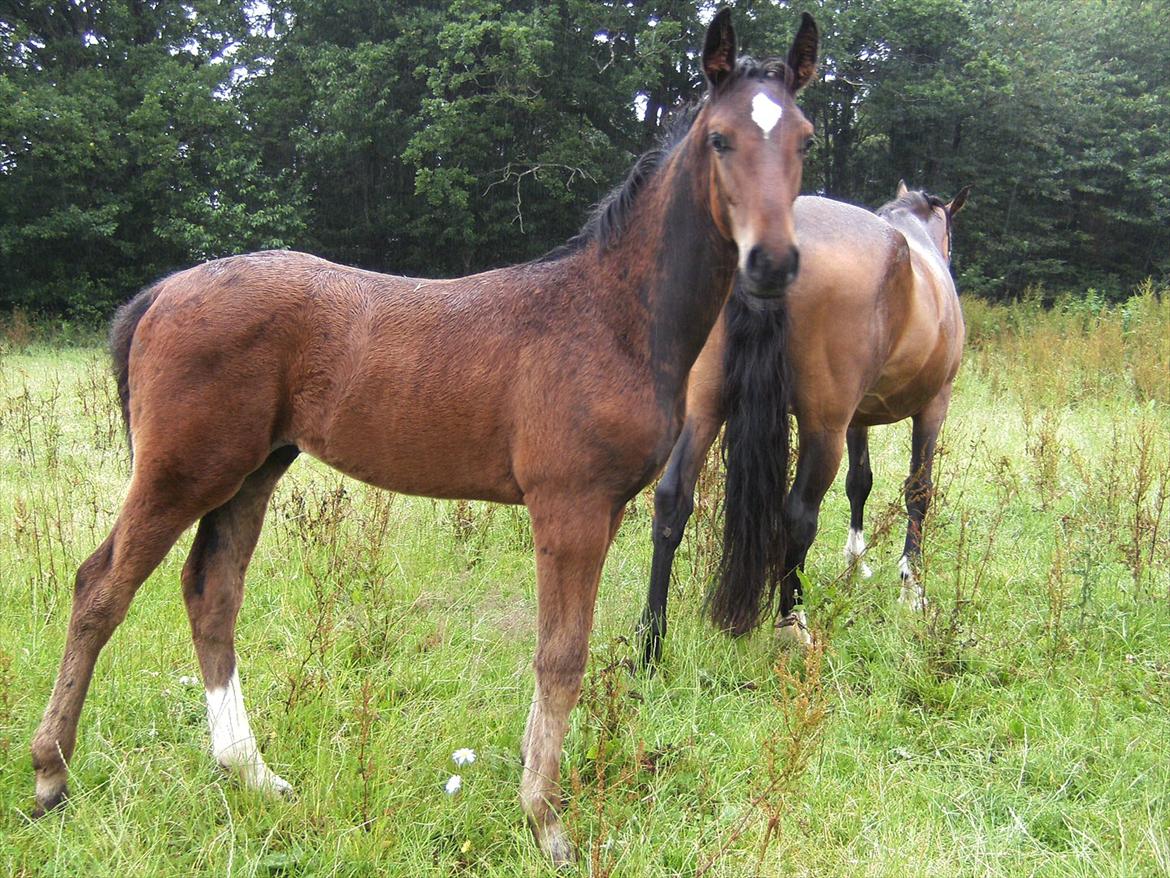 Dansk Varmblod dena`s bugatti - 3 måneder:) billede 1