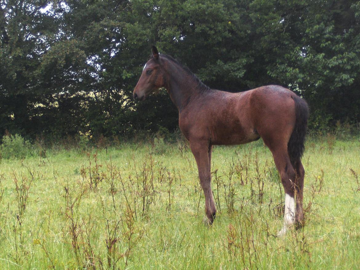 Dansk Varmblod dena`s bugatti - 3 måneder billede 13
