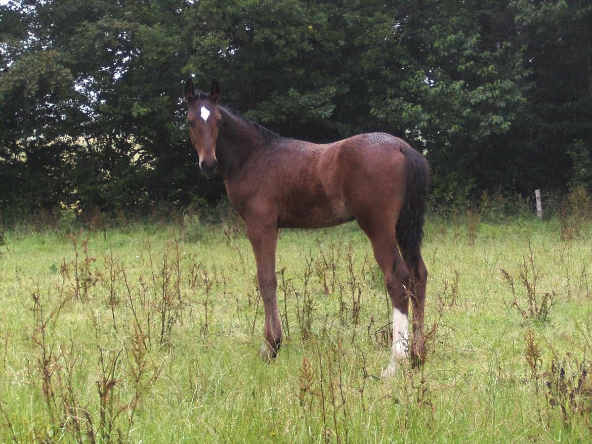 Dansk Varmblod dena`s bugatti - 3 måneder:) billede 14
