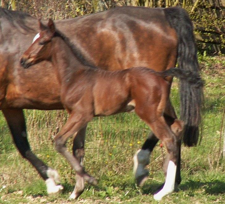 Dansk Varmblod dena`s bugatti billede 15