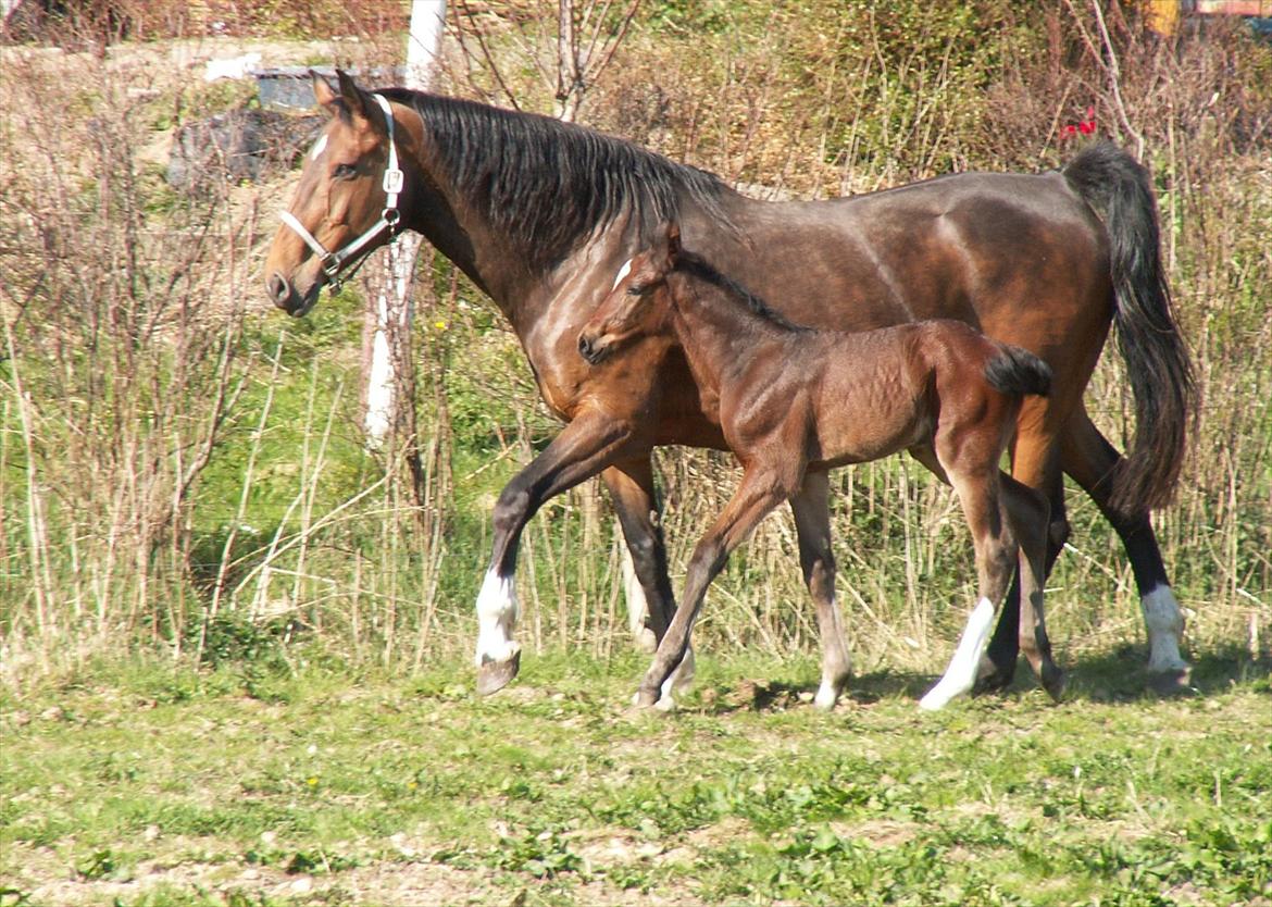 Dansk Varmblod dena`s bugatti - jeg går pænt i takt med min mor;)) billede 16