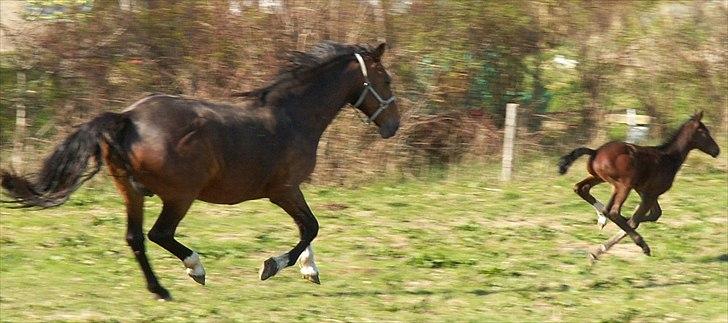 Dansk Varmblod dena`s bugatti - jeg elsker at løbe stærkt, og jeg kan løbe fra min mor;) billede 17