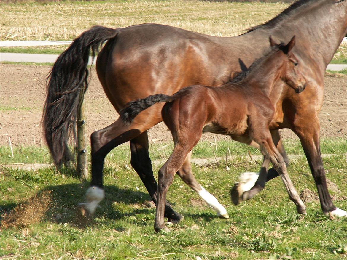 Dansk Varmblod dena`s bugatti billede 18
