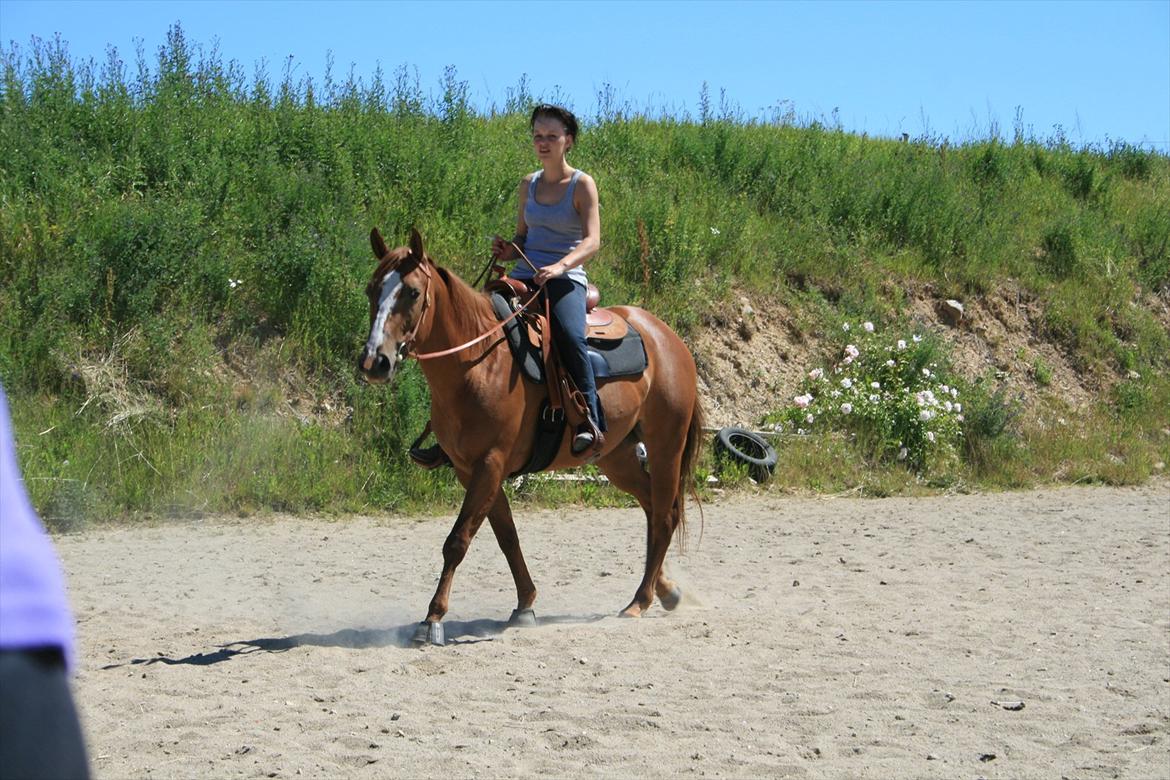 Appaloosa IMA Such A Pride - solgt - Igang med at skridte af :9 Foto: Min kæreste billede 6