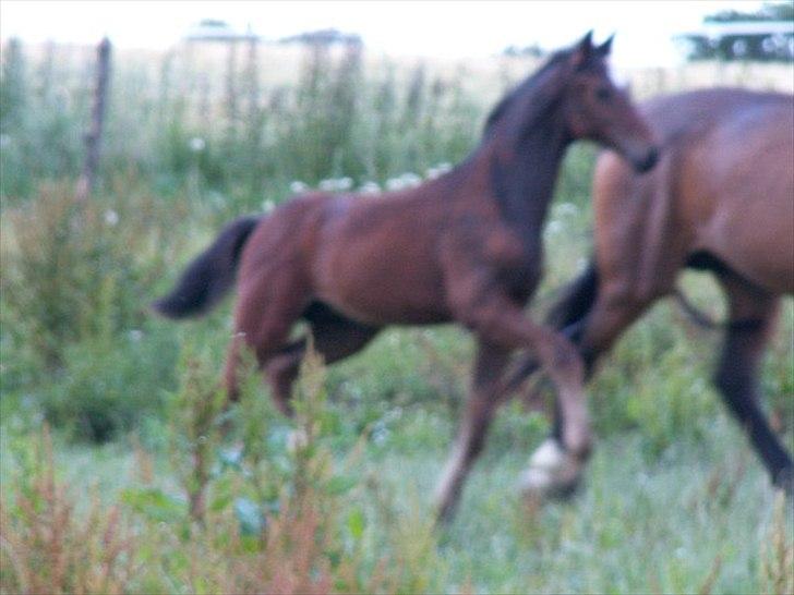 Dansk Varmblod dena`s bugatti - lidt bevægelse er der også;))  billede 19
