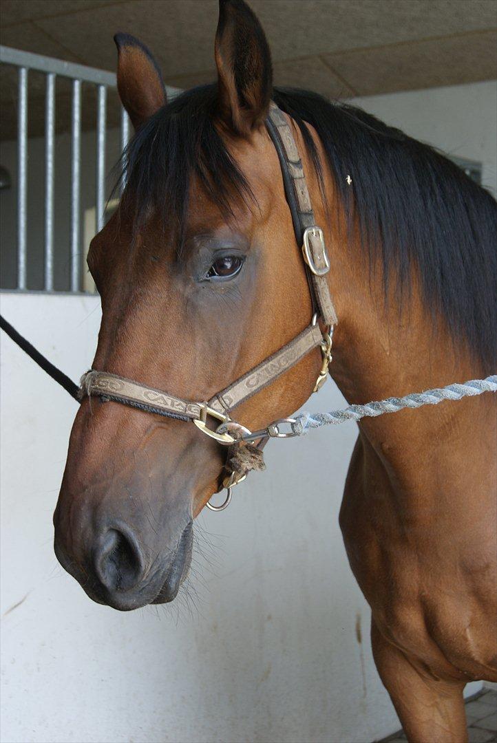 Anden særlig race lucky  billede 1