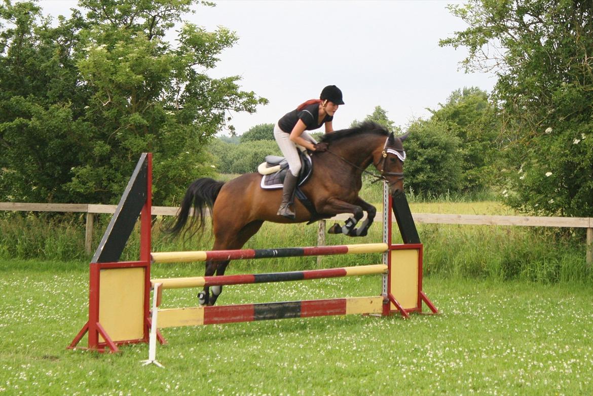 Dansk Varmblod ADRIANE (SOLGT) billede 1