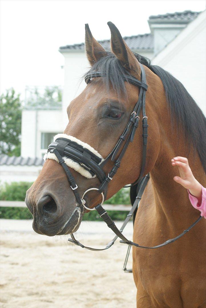 Anden særlig race lucky  billede 3