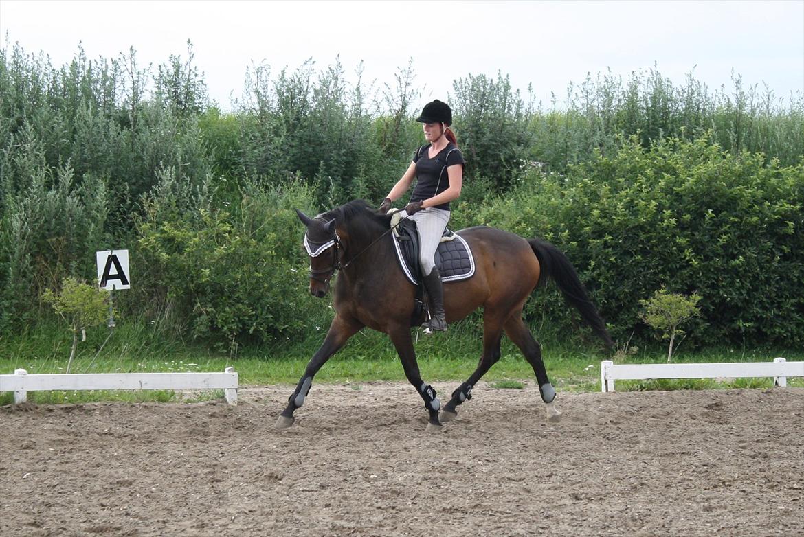 Dansk Varmblod ADRIANE (SOLGT) billede 19