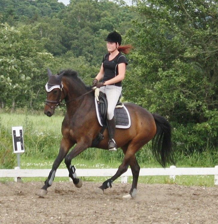 Dansk Varmblod ADRIANE (SOLGT) billede 20