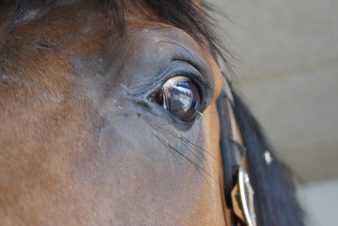 Anden særlig race lucky  billede 5