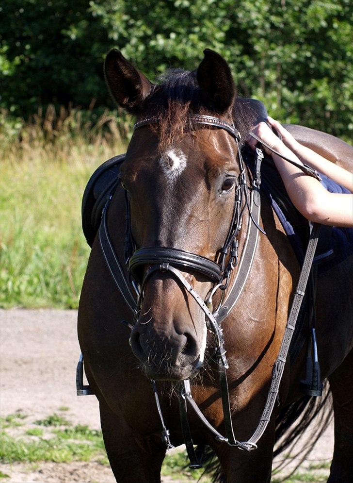 Dansk Varmblod | Cayenne - *1* Velkommen til Cayennes profil. Foto: Min mor billede 1
