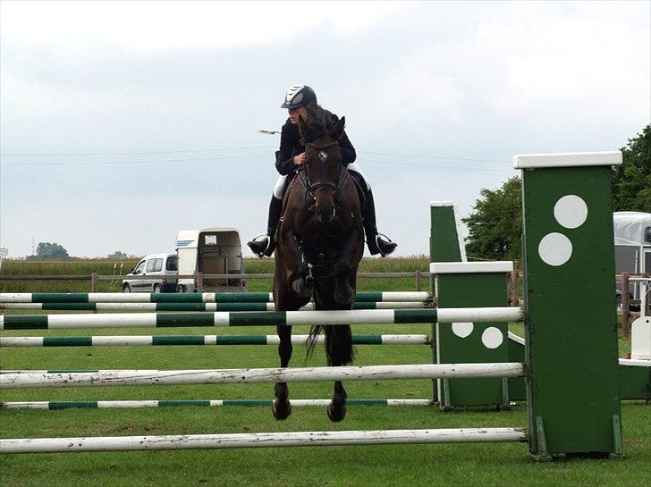 Dansk Varmblod | Cayenne - *2* LA på Allerupgaard. Foto: Min lillesøster billede 2