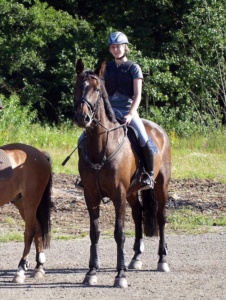 Dansk Varmblod | Cayenne - *3* Foto: Min mor billede 3