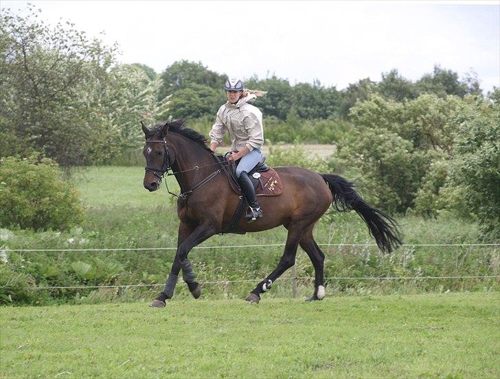 Dansk Varmblod | Cayenne - *5* Galop på vores springbane. Foto: Min mor billede 5