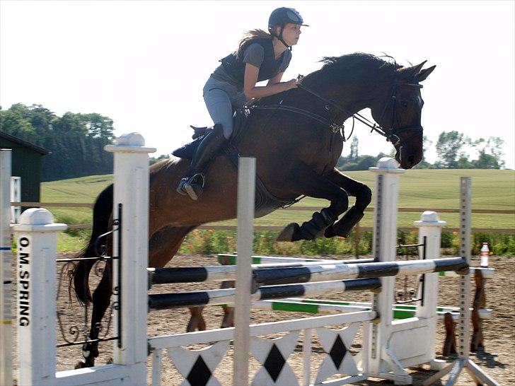 Dansk Varmblod | Cayenne - *6* Springtræning på Broholm, LA. Foto: Min mor billede 6