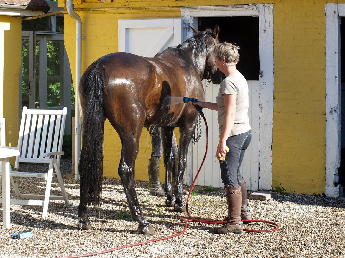 Dansk Varmblod | Cayenne - *7* Så skal hun vaskes! Foto: Min far billede 7