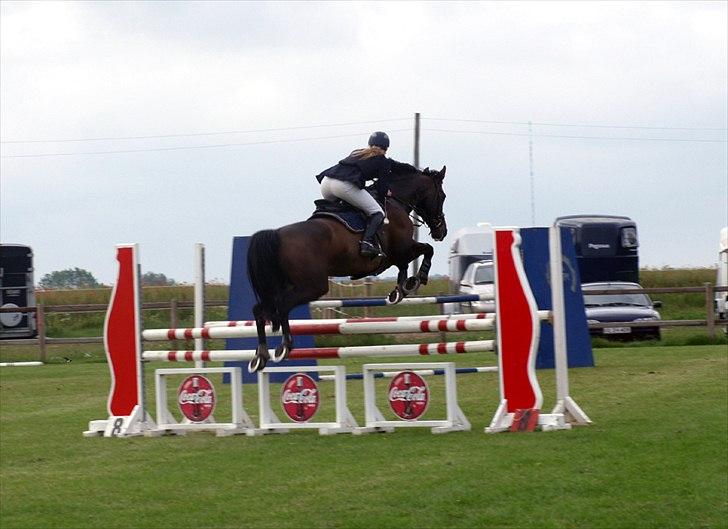 Dansk Varmblod | Cayenne - *8* LB på Allerupgaard. Foto: Min lillesøster billede 8