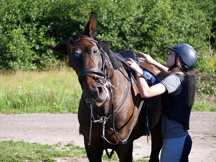 Dansk Varmblod | Cayenne - *9* Skøre Cayenne! Foto: Min mor billede 9