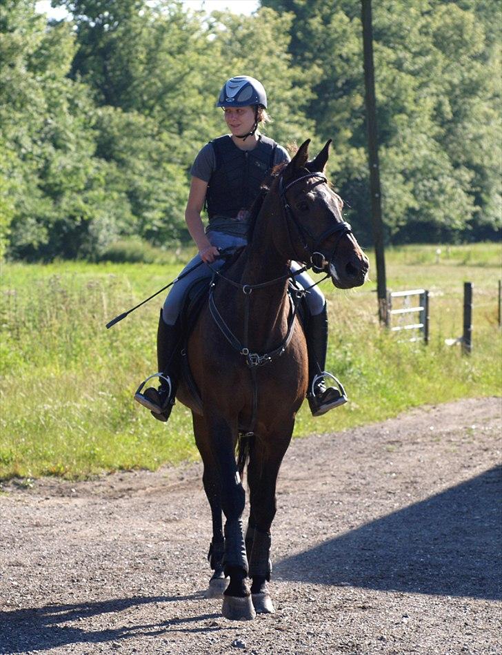 Dansk Varmblod | Cayenne - *10* Foto: Min mor billede 10
