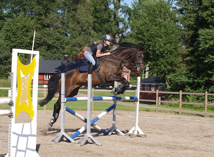 Dansk Varmblod | Cayenne - *11* Springtræning på Broholm, 115 cm. Foto: Min mor billede 11