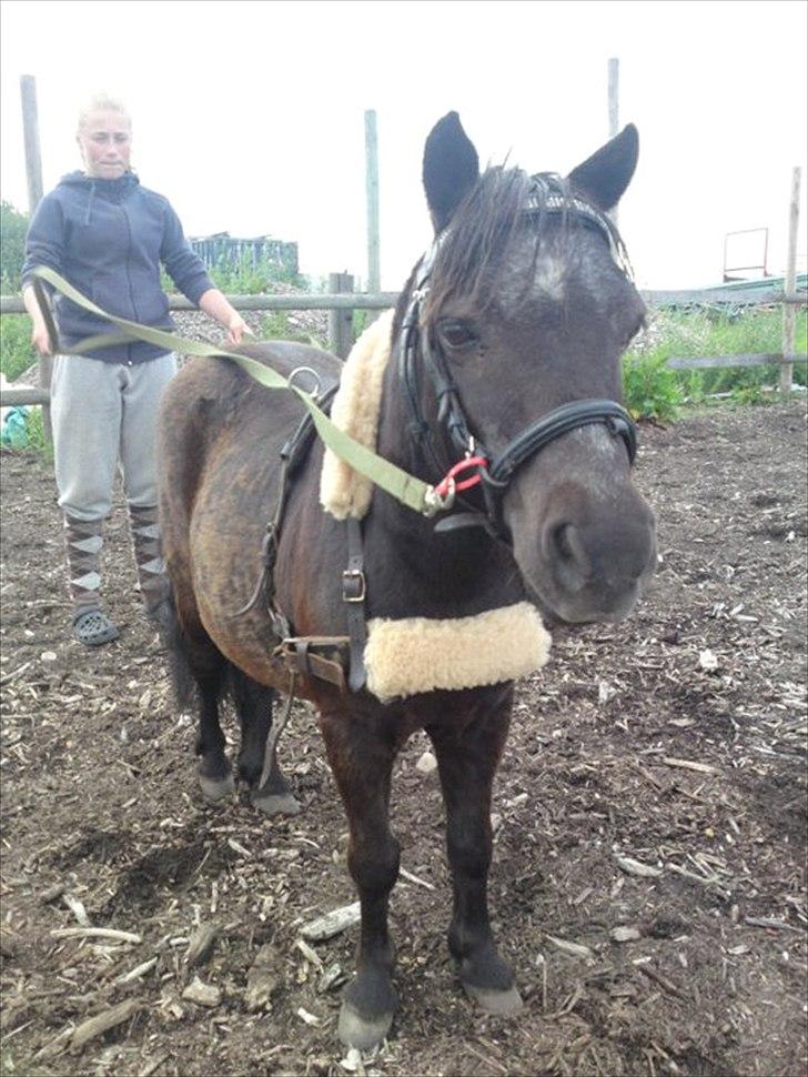 Shetlænder Claus † RIP † 10/9-11:( - lille fine claus billede 10