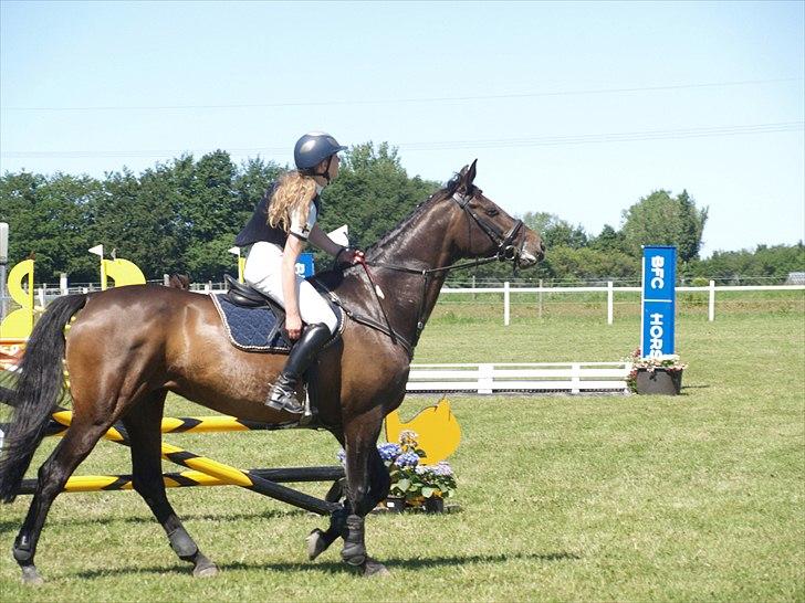 Dansk Varmblod | Cayenne - *12* På vej ind i en LB i Anderup. Foto: Min lillesøster billede 12