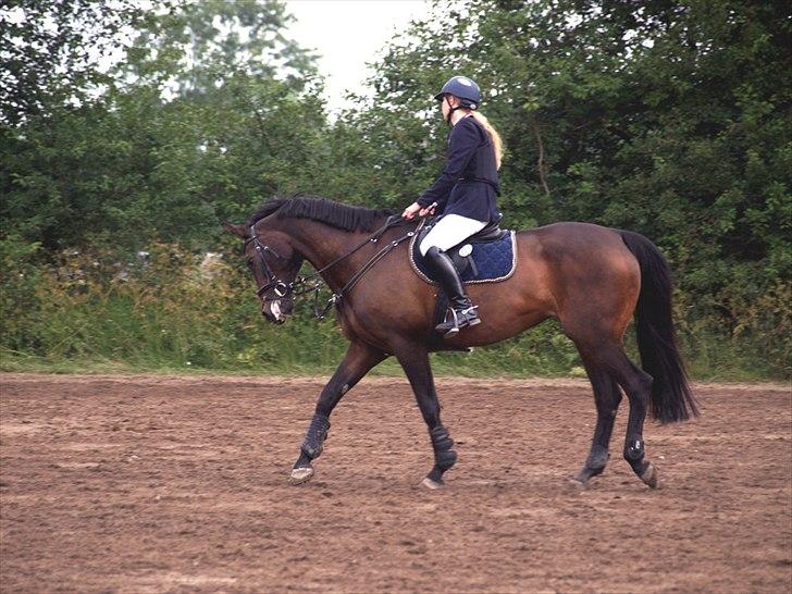Dansk Varmblod | Cayenne - *13* Allerupgaard. Foto: Min lillesøster billede 13