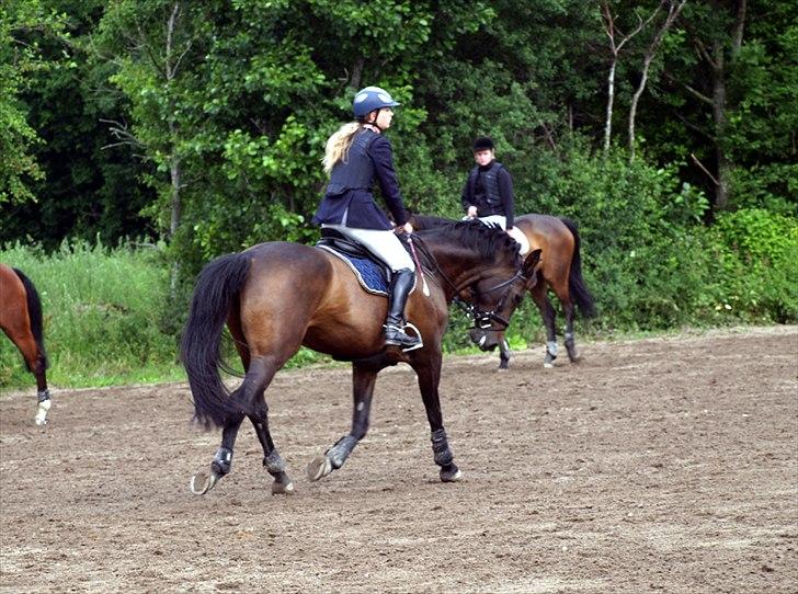 Dansk Varmblod | Cayenne - *14* Opvarmning til LA på Allerupgaard. Foto: Min lillesøster billede 14