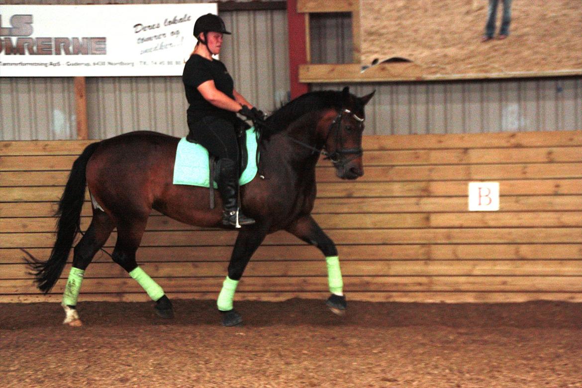 Schweres Warmblut Leonie billede 8