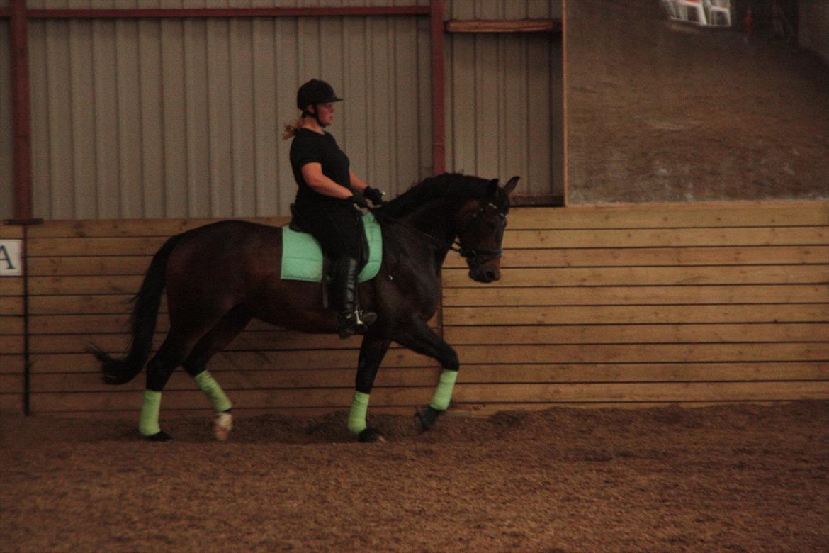 Schweres Warmblut Leonie billede 11