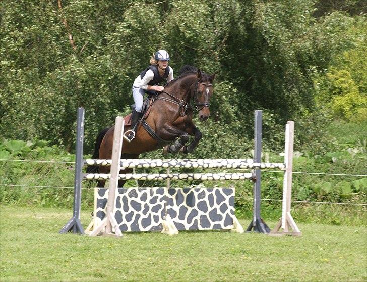 Dansk Varmblod | Cayenne - *15* Springtræning derhjemme, LA. Foto: Min mor billede 15