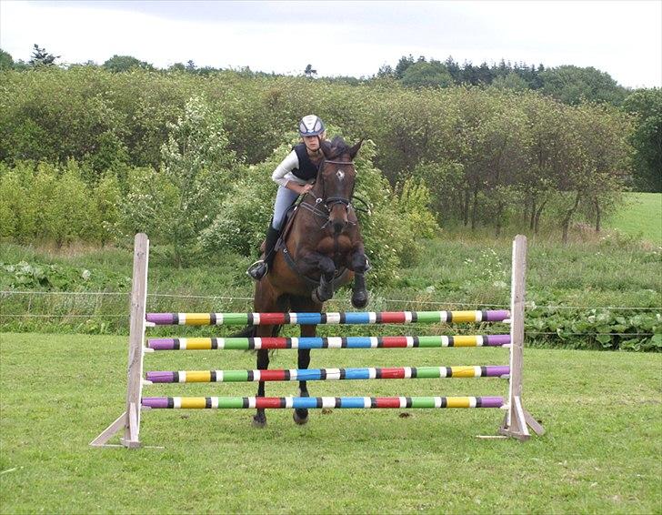Dansk Varmblod | Cayenne - *16* Springtræning derhjemme, LA. Foto: Min mor billede 16
