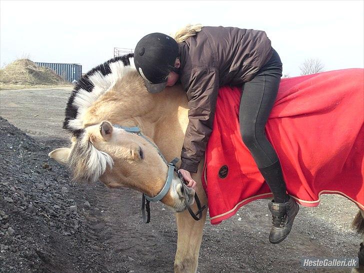 Fjordhest Rune Åby  - billede: 8 billede 8